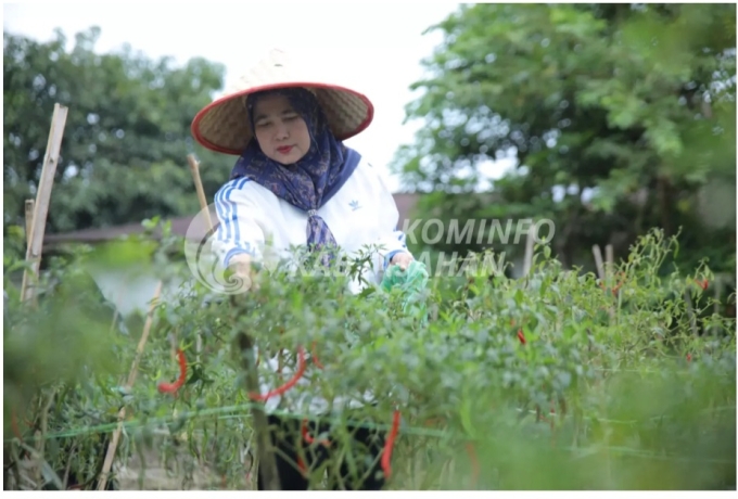 Ketua PKK Asahan Panen Hasil Pemanfaatan Lahan di 2 Lokasi Hatinya PKK