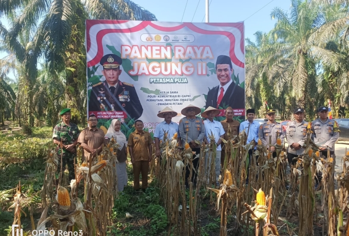 Dukung Ketahanan Pangan, PT Tasma Puja dan Polres Kampar Panen Raya Jagung