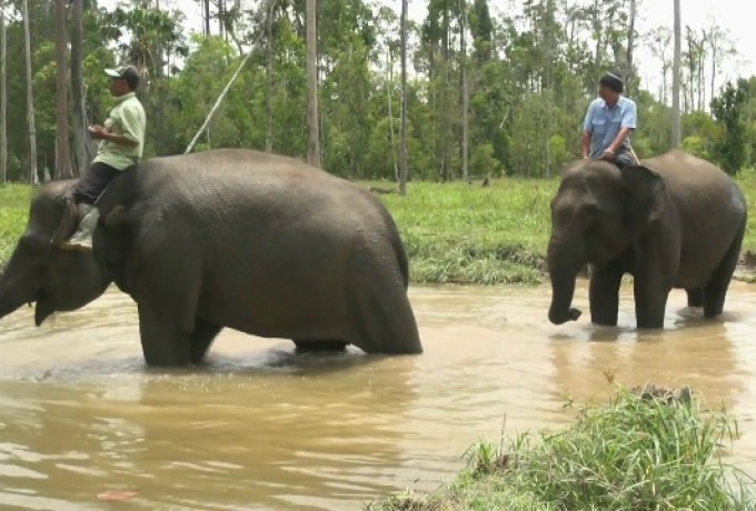 Memeluk Sang Raksasa: Inovasi Agroforestri dan GPS Collar Menyelamatkan Gajah Sumatra