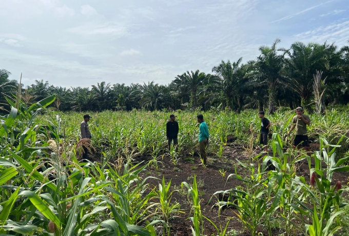 Dari Gaung Anak Serka untuk Indonesia: Jagung Belum Panen, Tapi Komitmen Sudah Terlihat