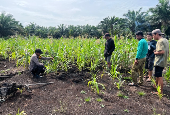 Polri Kawal Ketahanan Pangan, Jagung Desa Rambaian Dipastikan Tumbuh Optimal