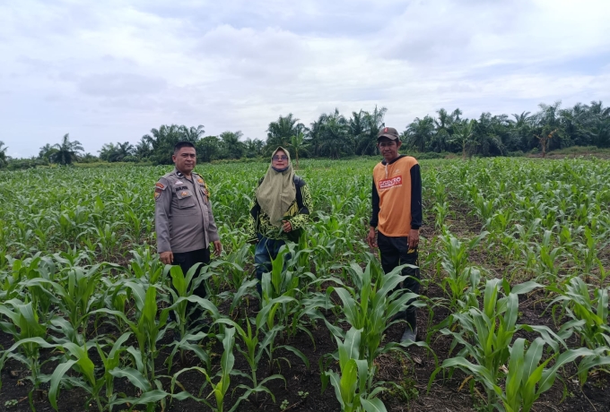 Polsek Keritang Kawal Ketat Lahan Jagung Demi Swasembada Pangan Nasional