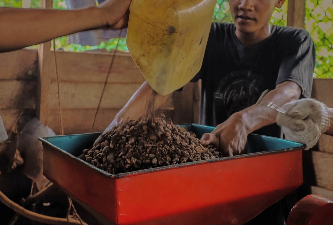 Liberika Meranti, Aroma Gambut dari Pesisir yang Menantang Krisis Iklim