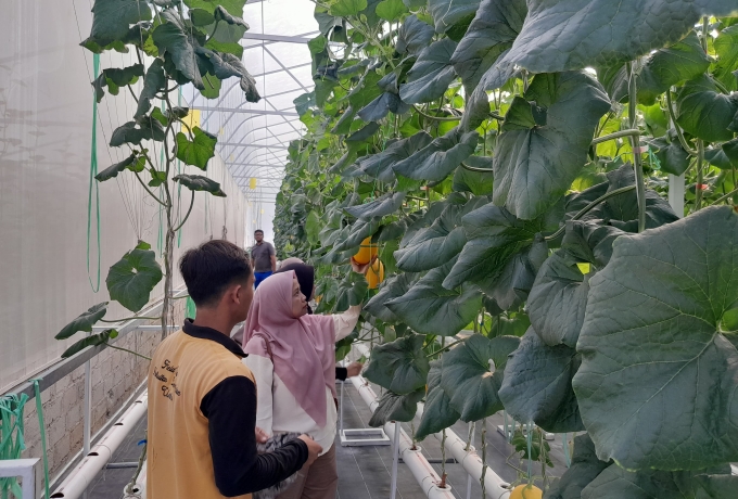 Pertanian Modern Gerakkan Perekonomian, Kebun Melon Premium di Tenayan Raya Jadi Daya Tarik Baru