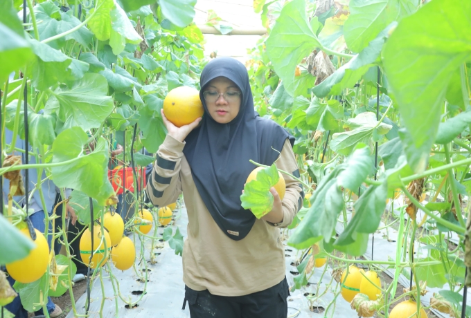 Agro Siak Farm, Destinasi Wisata Petik Melon Premium