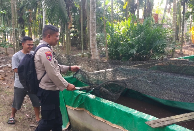 Dari Seragam ke Pemancingan, Bhabinkamtibmas Lintas Utara Dampingi Warga Budidaya Lele