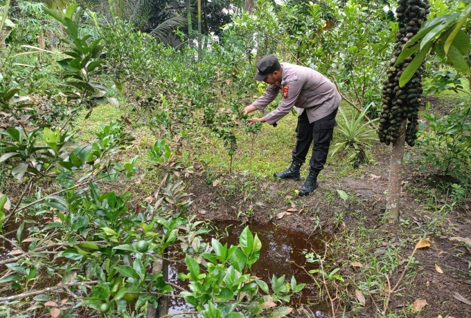 Aiptu Rahmad Blusukan ke Lahan Jagung Rambaian, Pastikan Ketahanan Pangan Jalan