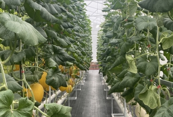 Agrowisata Evergreen House Pekanbaru, Destinasi Liburan Keluarga Nikmati Manisnya Melon Premium