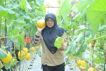 Agro Siak Farm, Destinasi Wisata Petik Melon Premium